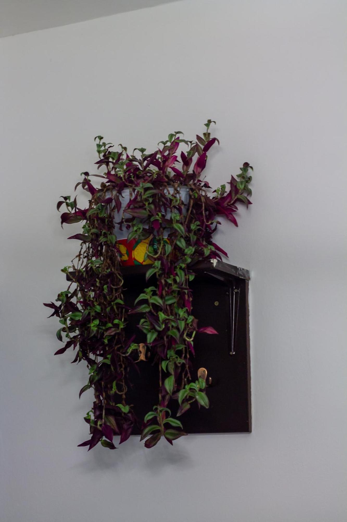 Pink Houdini Apartamento